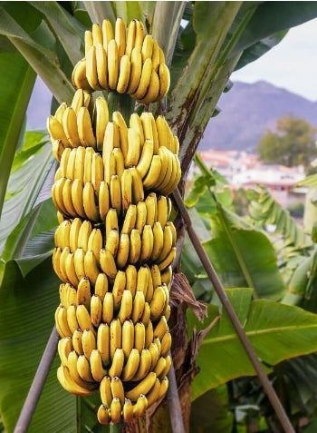 Banán 1kg