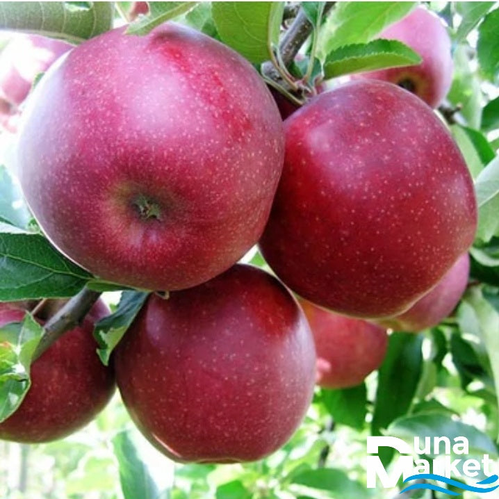 Alma Jonaprince 1kg
