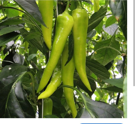 Paprika hegyes erős