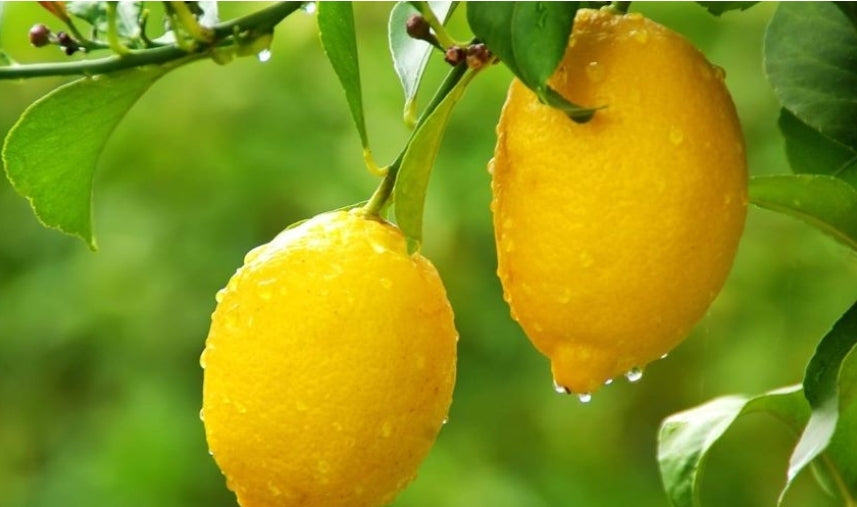 Citrom 1kg