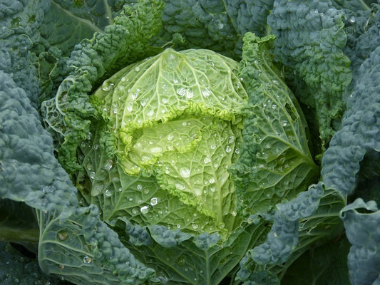 Kelkáposzta 1kg